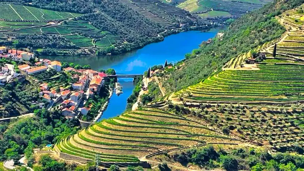 Terraced vineyards curving along a bend of the Douro river near Pinhão